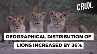 Population Of Gir's Asiatic Lion Up From 523 In 2015 To 674 In 2020