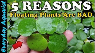 Why Floating Plants Are BAD For Your Aquarium