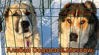 О жизни алабаев Dogspace 10.02.24