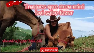 Truques que meu mini boi sabe fazer ! Ele não gosta de churrasco