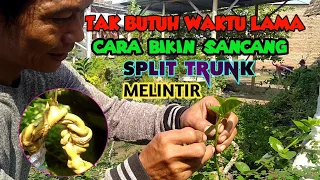 Cara bikin sancang melintir split trunk tak butuh waktu lama