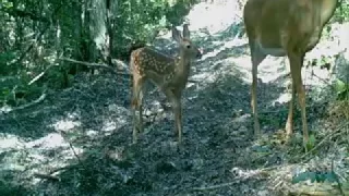 Algonquin Park Trail Cam Footage 2015