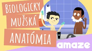 Biologicky mužská anatómia