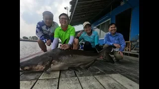 Awesome Mekong Catfish  Fishing Thailand- SG Anglers- BKKGUY