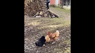 петух защищает курицу от кота