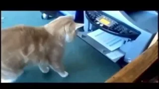 Коты против принтеров. Cats vs printers.