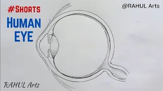 How to draw Human Eye Diagram | #HUMAN #EYE #DIAGRAM #CBSE #NCERT class 10 #Shorts