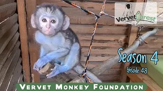 Surprise baby orphan monkey out of season, will Jethro be a foster Dad to a baby monkey again?