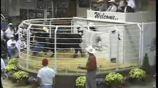 Man Chased By Cow