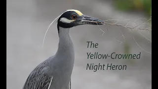 The Yellow-Crowned Night Heron, Video using the Nikon Z9.