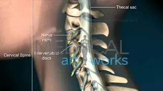 3D Medical Animation | Normal cervical spine anatomy of a female