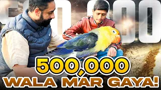 500,000 Wala Lovebird Mar Gaya! #vlog