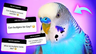 Answering The Weirdest Budgie Questions EVER
