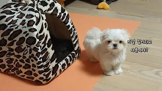 [고화질] 처음 집이 생긴 강아지의 예상못한 반응 ㅎㅎ