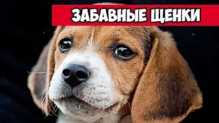 Милый щенок - забавные щенки | Bazuzu Video ТОП подборка август 2017