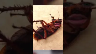 la cucaracha