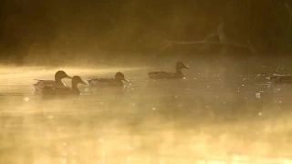 Ducks In The Pond In The Morning, Closeup, Misty Morning, Flock Of Mallards. Stock Footage