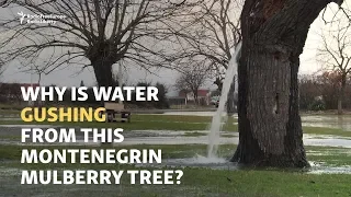 water pumping Trees - A wonder of the world