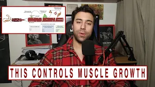 Myogenic Regulatory Factors Are In Control Of Muscle Growth