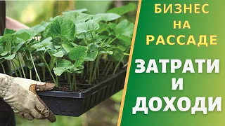 Бизнес на рассаде овощей. Выращивание рассады как бизнес идея. Сколько можно заработать денег. 2021