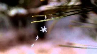 Snowflakes (watch in HD)