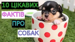 10 ЦІКАВИХ ФАКТІВ ПРО СОБАК