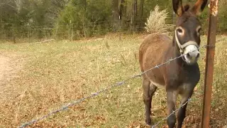 Donkey Call