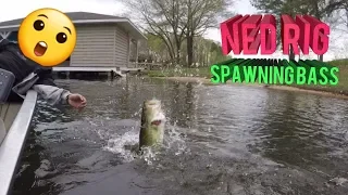 Ned Rig vs. Spawning Bass