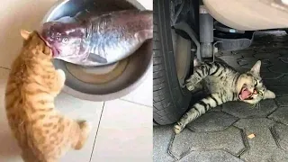 The Most Hypocritical Cats🐱‍👤 - Best Compilation Videos Of Funny Animals😁😁😂