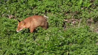 A pair of River Dodder Foxes