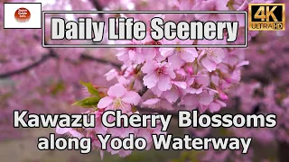 "Kawazu Cherry Blossoms along Yodo Waterway"  淀水路の河津桜【4K】Daily Life Scenery