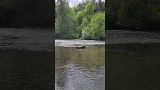 1 Minute River and Rock for the Practice of Observing