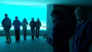 Science of Belugas at Marineland