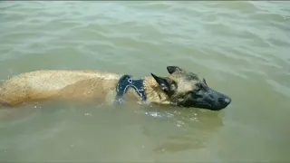 My Dogs Love Swimming | Dogs Swimming | Dog Goes Swimming | Funny Dogs Swimming | #dog #dogs #love