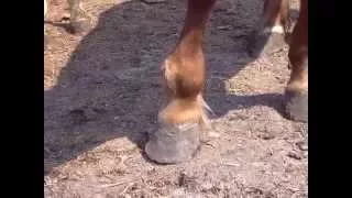 Хирургические болезни лошадей. surgery horses