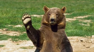 На Камчатке голодный медведь ворвался в частный дом