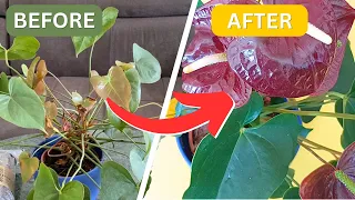 STOP killing Anthuriums | What to do