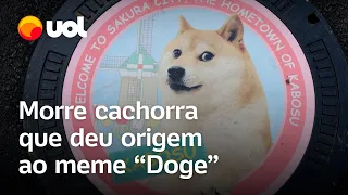 Morre Kabosu, cachorra que ficou famosa após fazer sucesso como meme na internet