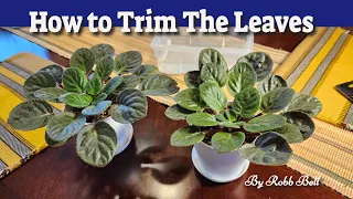 How to Trim African Violet Plant Leaves