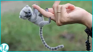 Finger Monkey! Most Adorable Animal In The World