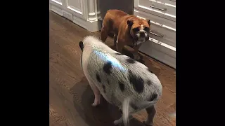 My Babies 👶 Pig, Bulldog and little pug