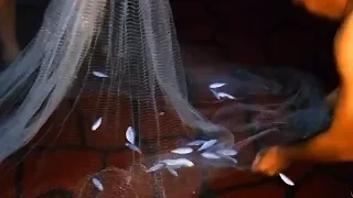 Fishing by Net At Night | Caught Many Tamban Fishes From Bedok Jetty in Singapore ||