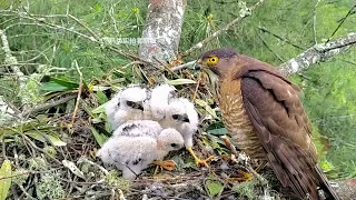 鹰妈妈发现宝宝有危险，迅速飞回巢穴凶狠的眼神看着摄像头