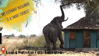 African Elephants - Ruaha National Park - Iringa - Tanzania - Wildlife