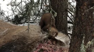 Marten feeding on a moose carcass