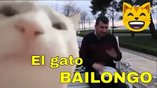 😎 GATO BAILANDO TAMBOR 😺 Meme del gato moviendo la cabeza 🎵 Gato bailando con la cabeza