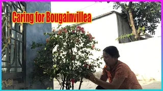 Vlog Daily : Caring for Bougainvillea