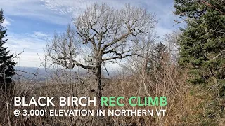 Recreational Tree Climbing - Alpine Black Birch Rec Climb on a R.A.D. System