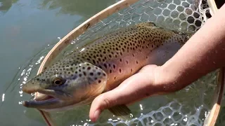 Fly Fishing for Beautiful Trout (Fish Catch and Cook)