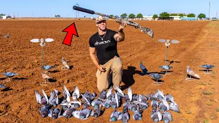 SILENCED 12 GAUGE SOLO PIGEON HUNT ON SMALL CATTLE FARM!